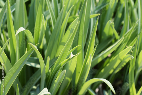 green grass close-up