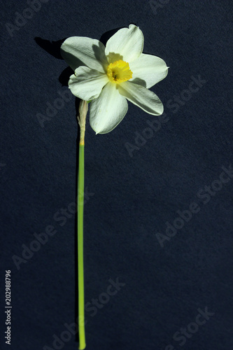 Fototapeta Naklejka Na Ścianę i Meble -  White Flower On Black Background With A Lot Of Copy Space For Text. White Daffodil On Dark Background, Close Up.