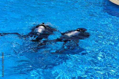 Divers sink in the pool. The teacher teaches the pupil the rules and the lesson of diving. Travel, water sports in the open air, scuba diving lessons.