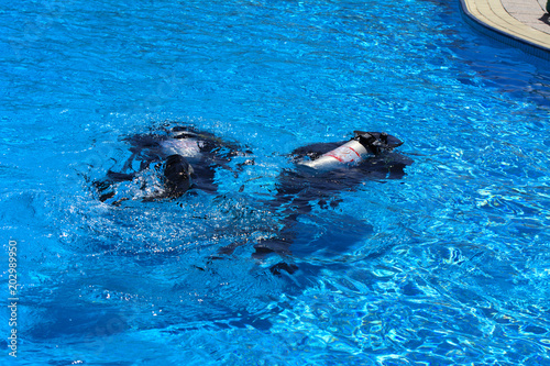 Divers sink in the pool. The teacher teaches the pupil the rules and the lesson of diving. Travel, water sports in the open air, scuba diving lessons.