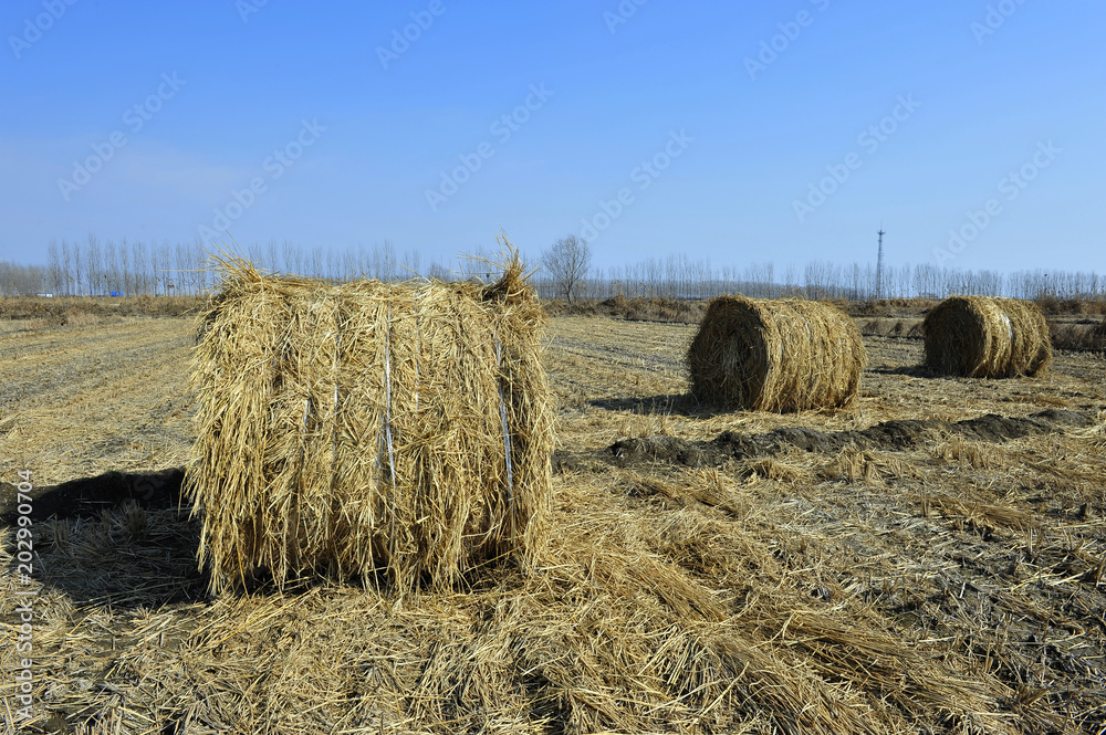 Dry straw group