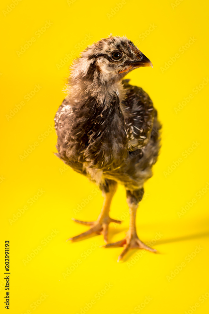 Obraz premium Farm Chicken Closeup