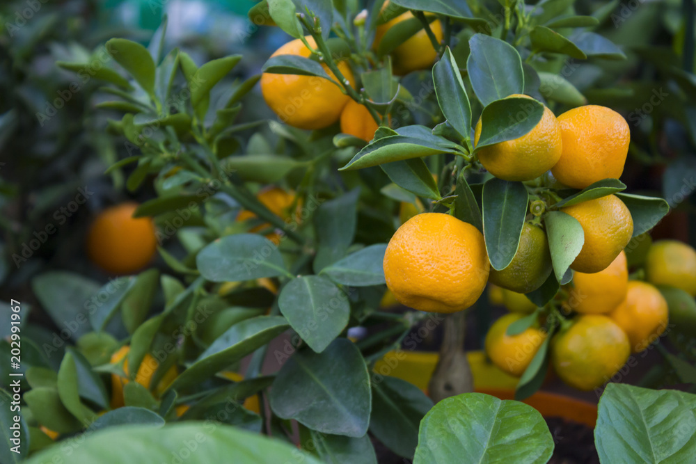 The fruits of mandarin are on the mandarin tree The fruits of mandarin are on the mandarin tree