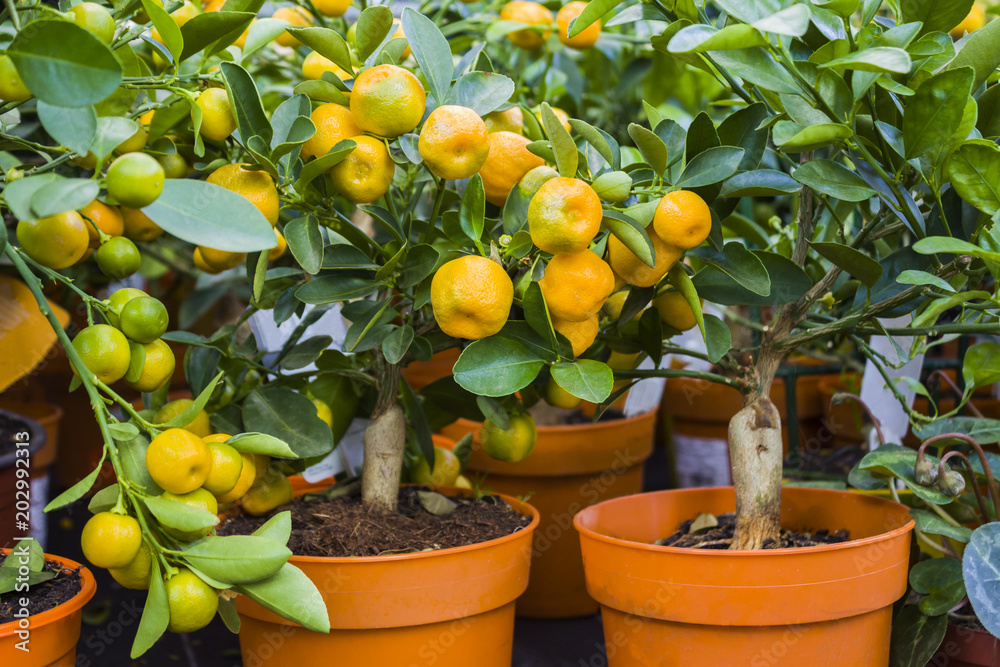 Fruits of mandarin are on a miniature mandarin tree in a flower shop