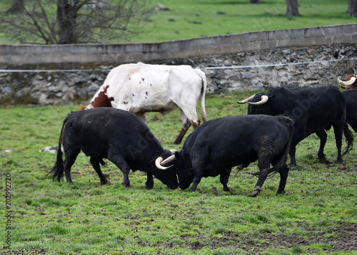 toros en espa  a