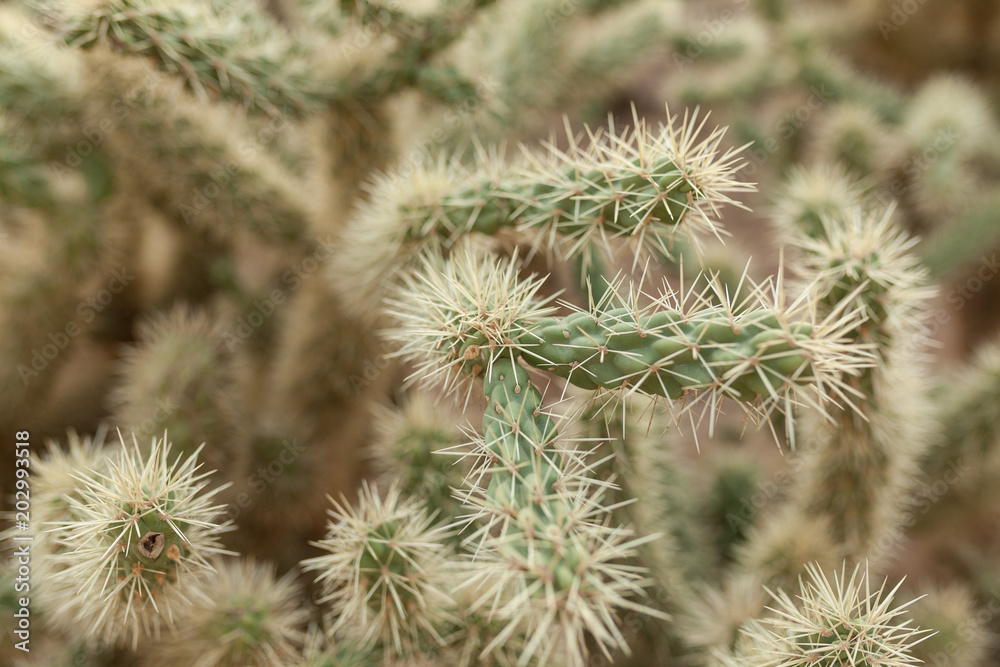 A large cactus with thorns in the wild spiny background