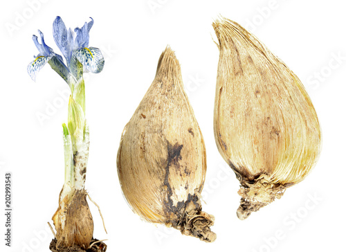 Light blue flower of winter iris with bulb isolated on white background. Hybrid of Iris histrioides and Iris winogradowii