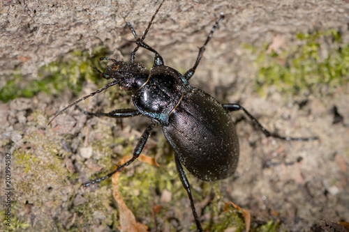 Bronze Carabid ground beetle in a forest near Vienna