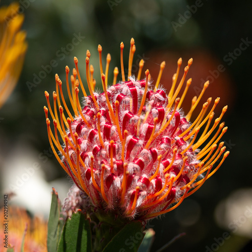 Orange and red flowering Rigoletto pincushion plant in full bloom photo
