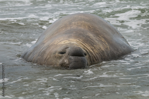 Elephant seal, Patagonia