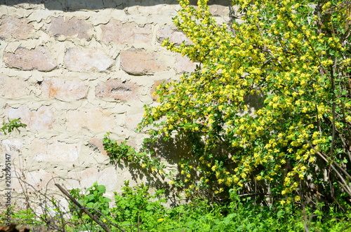  Flowering bush of yoshty against the wall of the cinder block.