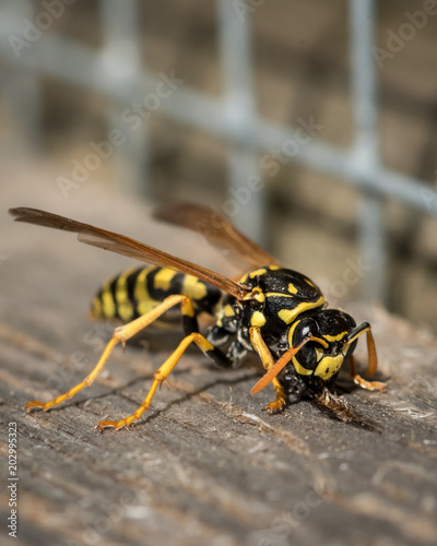 A European paper wasp collecting wood for nest © Stefan