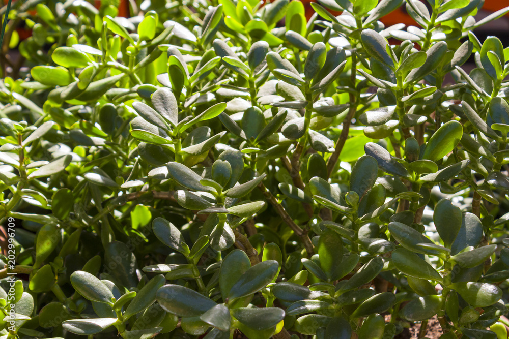 Plant succulent peon covered in sunlight