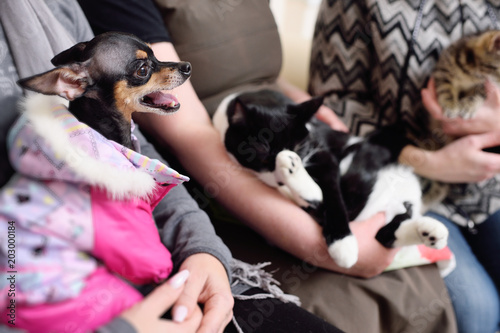 Canvas Print animals - cats and dogs in the queue for examination in a veterinary clinic