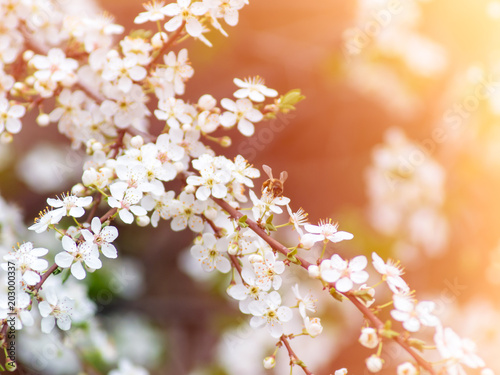 Bee pollinates flowers