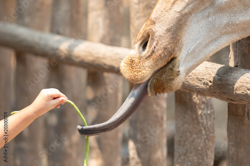 child feeding giraffes in zoo happilly
