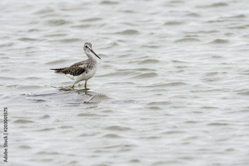 Greater Yellowlegs foraging in shallows Greater Yellowlegs foraging in shallows