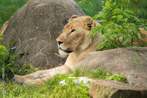 Fototapeta Naklejka Na Ścianę i Meble -  Lioness