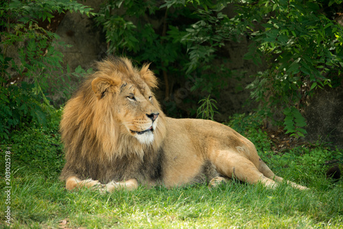 Fototapeta Naklejka Na Ścianę i Meble -  Lion