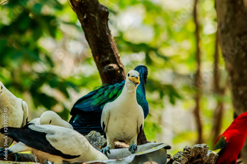 White pigion Eating food photo