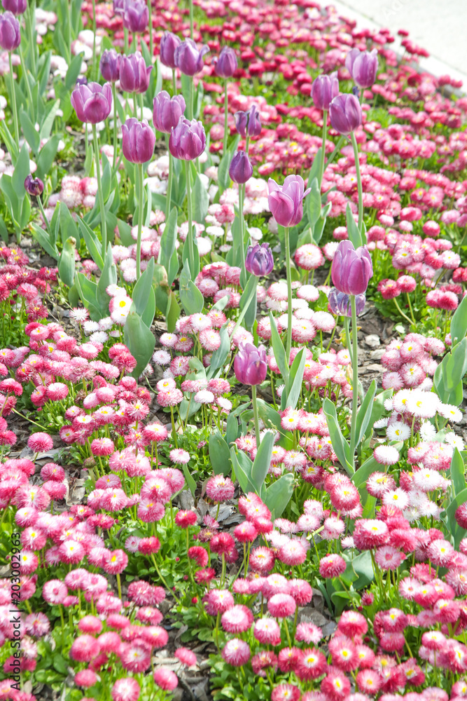 

Beautiful flowerbed in the park