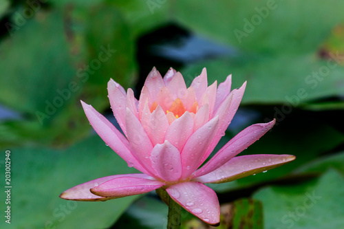 Pink lotus with rain drops in the pool.