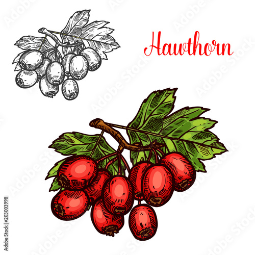 Hawthorn fruit branch sketch with ripe red berry
