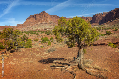 Capitol Reef National Park. Located in south-central Utah in the heart of red rock country, this is a hidden treasure filled with cliffs, canyons, domes and bridges in the Waterpocket Fold.