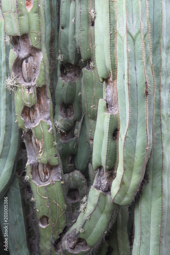 Cactus en órgano photo