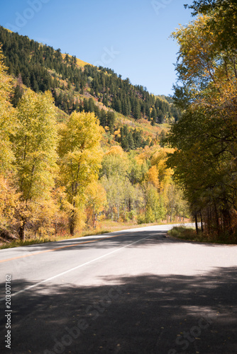Autumn trees near Aspen, Colorado next to a highway. 