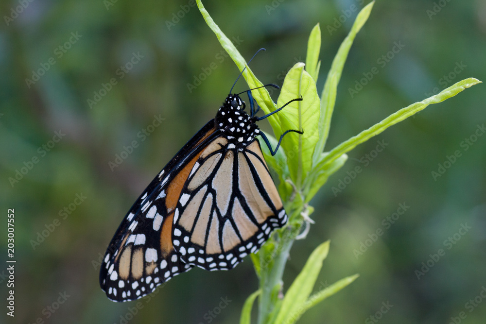 Fototapeta premium Monarch butterfly on Swam plant