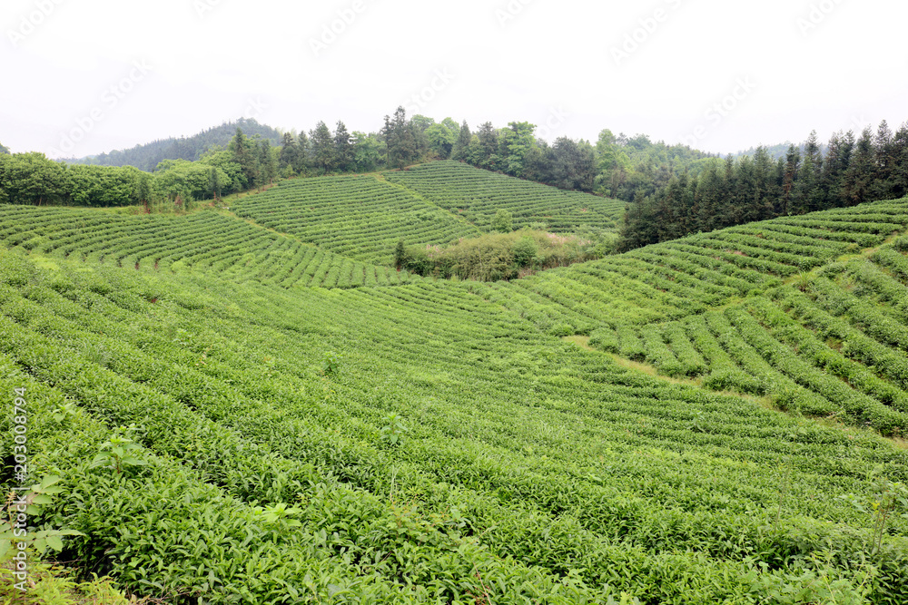Tea production site