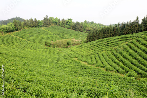 Tea production site
