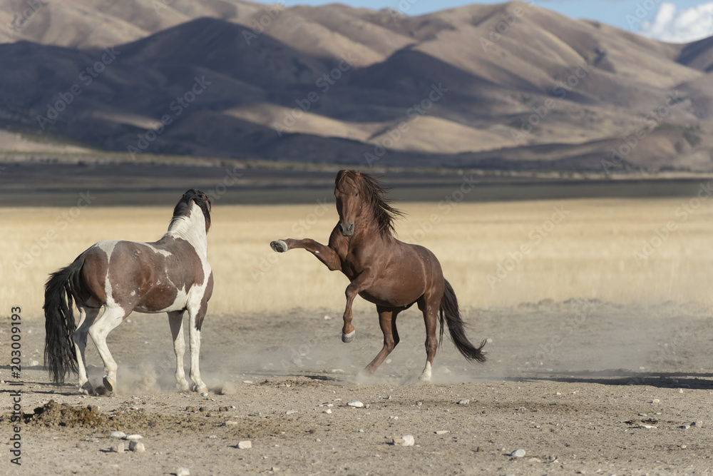 Onaqui Herd wild mustangs in the Great Desert Basin, Utah USA Onaqui Herd wild mustangs in the Great Desert Basin, Utah USA