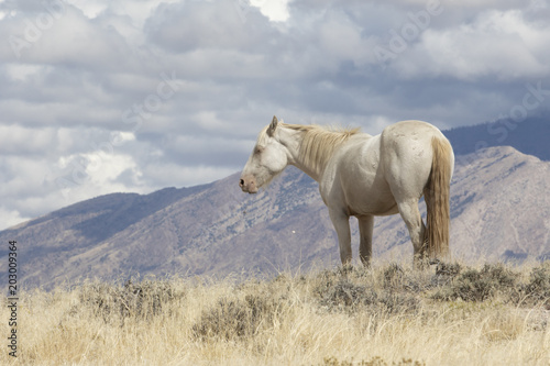 Onaqui Herd wild mustangs in the Great Desert Basin  Utah USA