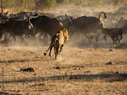 Photography Lions at Sabi Sabi - 2017