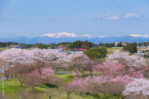 長沼フートピア公園の桜 Naganuma park&cherry blossoms