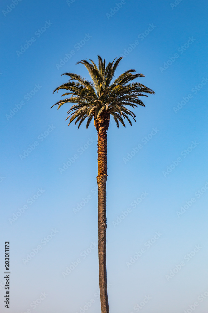 A centered Canary Island date palm tree (Phoenix canariensis). A centered Canary Island date palm tree (Phoenix canariensis).