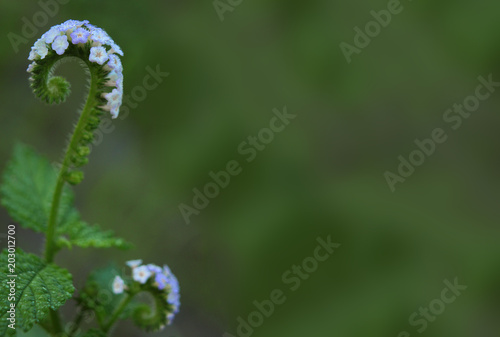 Abstract soft blurred and soft focus of Alacransillo, Eye bright, Indian Heliotrope, Indian Turnsole, Turnsole,Heliotropium indicum,Boraginacceae,flower with the green copy space background. photo