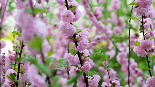 Spring blossom background. Beautiful nature scene with blooming tree. Sunny day. Spring pink flowers. Beautiful Orchard. Abstract background. 4K photo