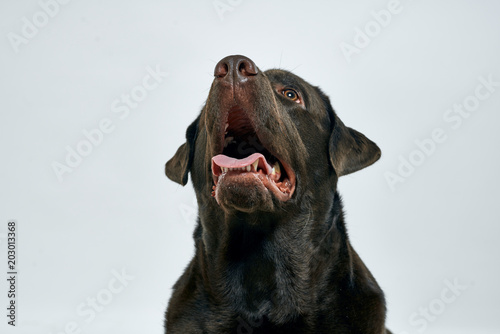 dog on black background © SHOTPRIME STUDIO