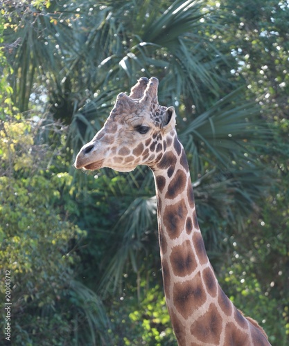 Canvas Print Face of a Giraffe