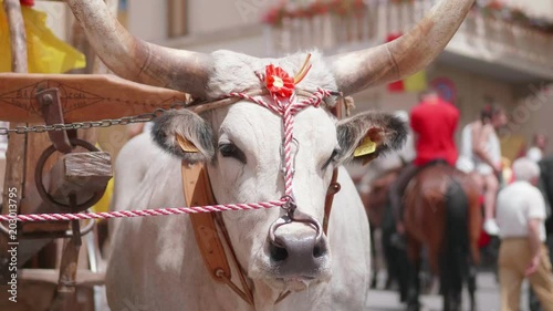 portrait of Chianina cow during a village party photo