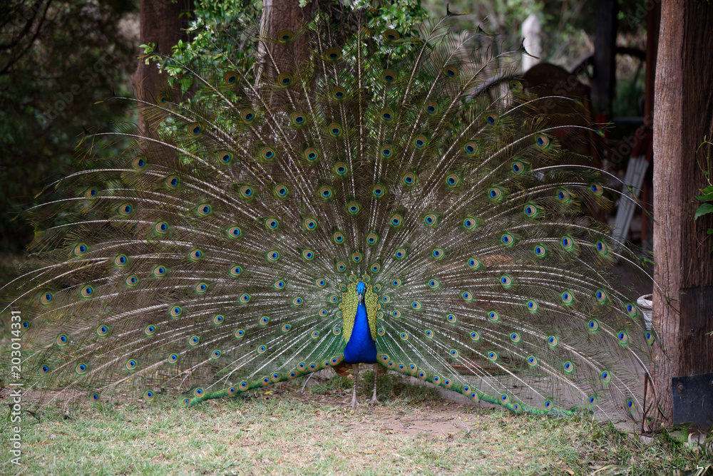 Obraz premium peacock