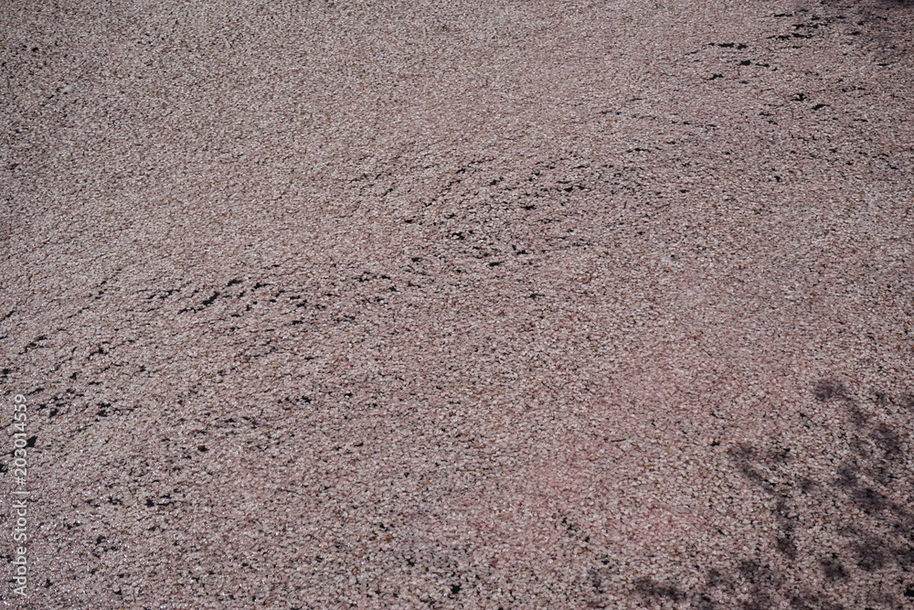 川の流れに乗る桜 川の流れに乗る桜