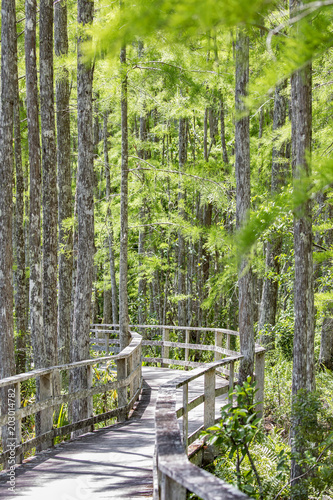 Boardwalk through green swamp