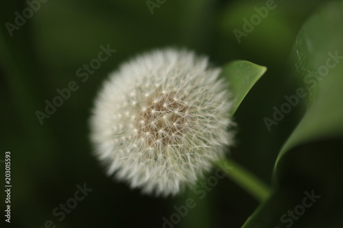 nature