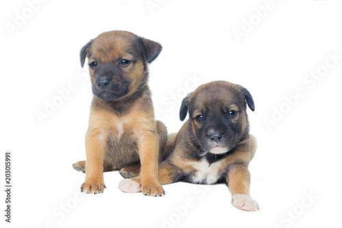 cute doggies on white background