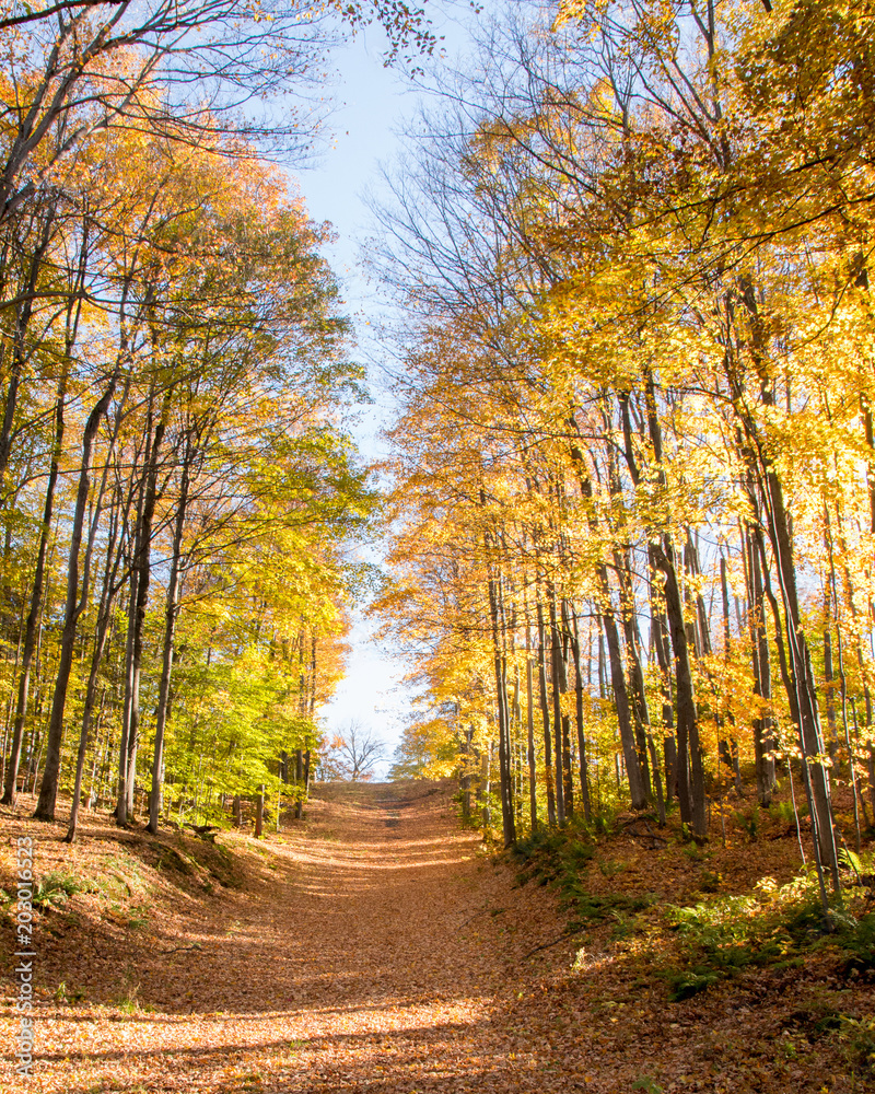 Obraz premium autumn colors in Ontario Canada provincial parks on a hiking trail during fall 