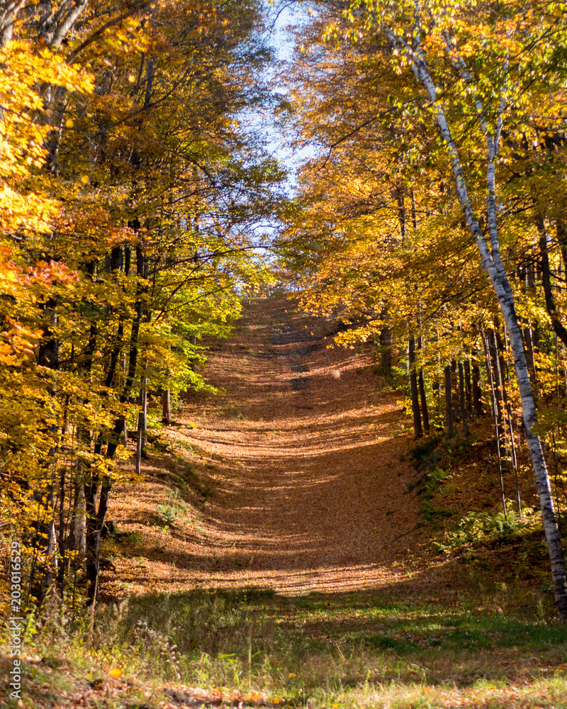 autumn colors in Ontario Canada provincial parks on a hiking trail during fall 